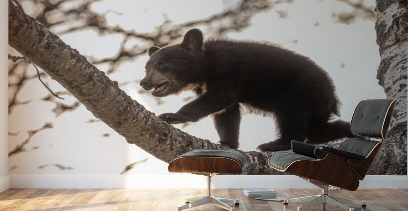 Black Bear Cub 2 Wall Murals
