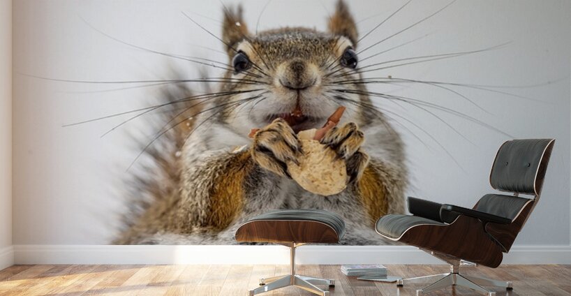 Red Squirrel Wall Murals