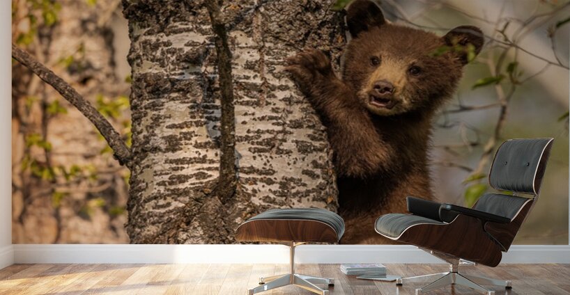 Black Bear Cub 3 Wall Murals