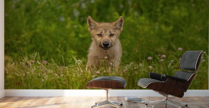 Wolf Pup Wall Murals