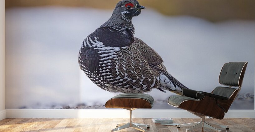 Spruce Grouse Wall Murals