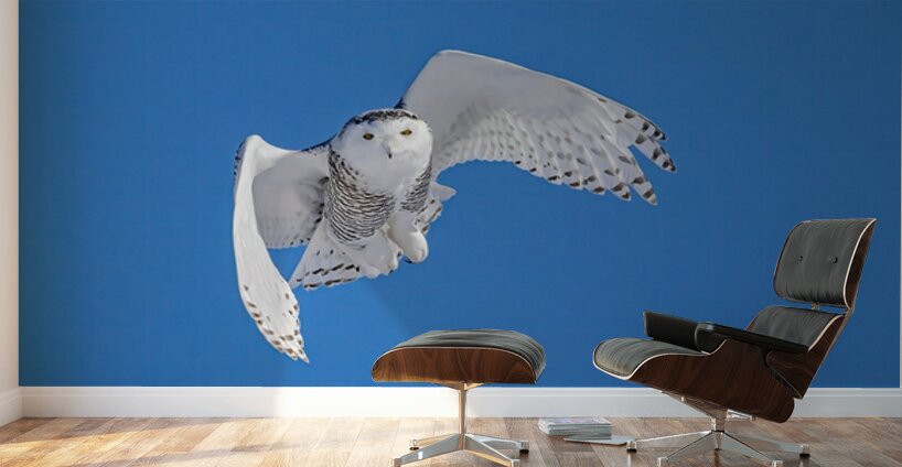 Snowy Owl Wall Murals