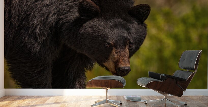 Black Bear Wall Murals