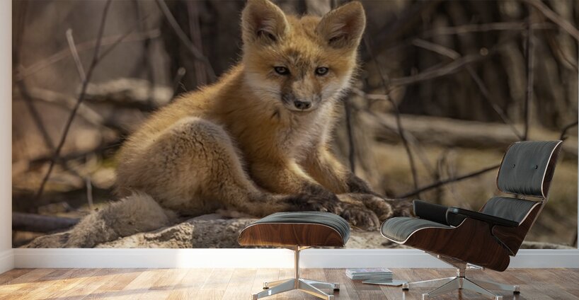Cute Fox Kit Wall Murals