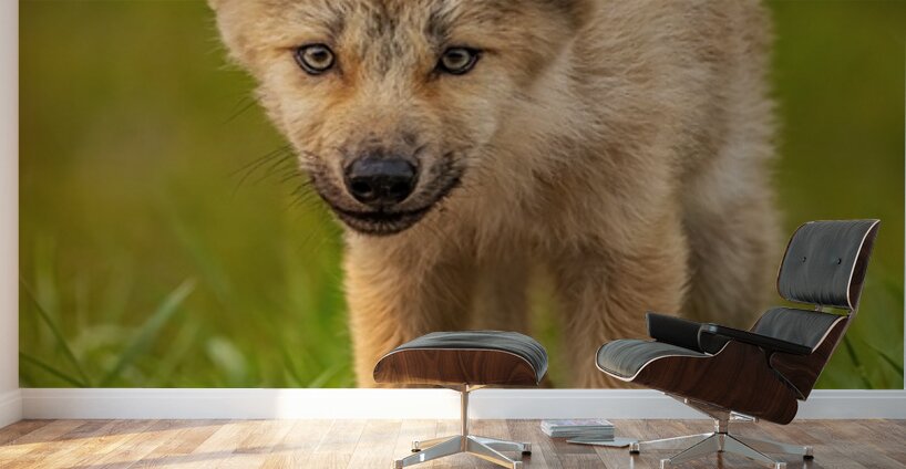 Wolf Pup 2 Wall Murals
