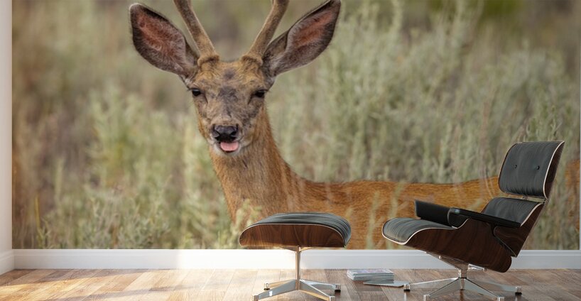 Buck 2 Wall Murals