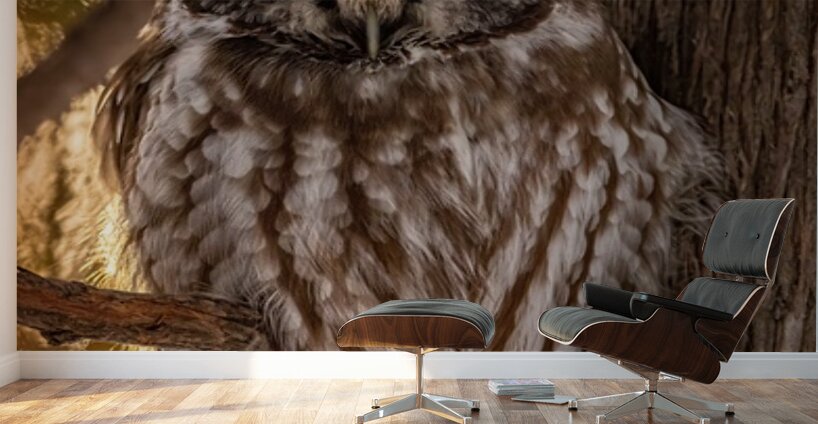 Boreal Owl Wall Murals