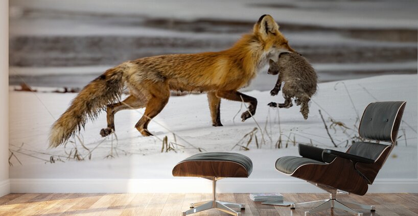 Baby Fox Story Wall Murals