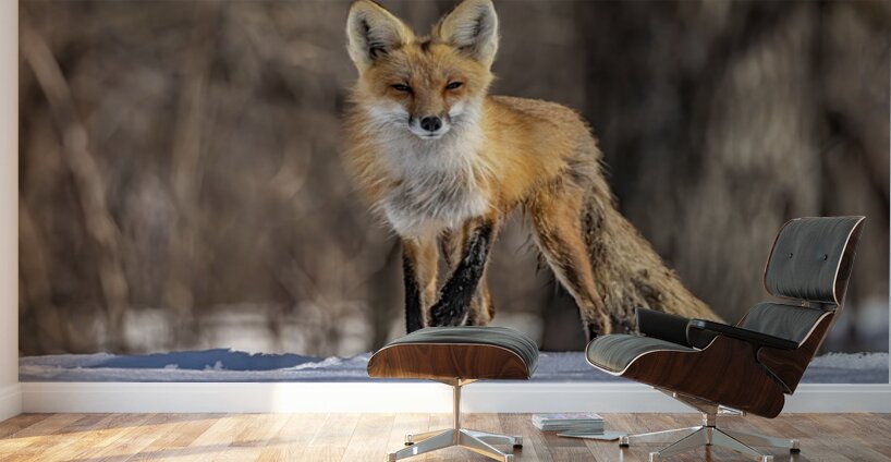 Red Fox Mother Wall Murals