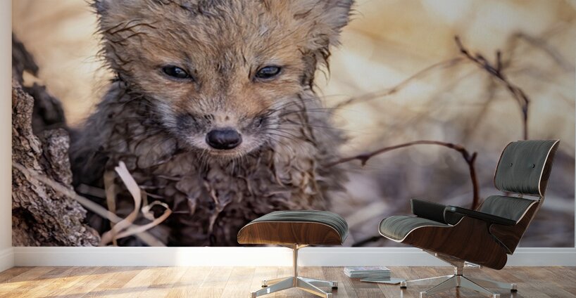 Braveheart 2 Wall Murals