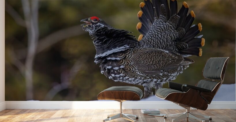Spruce Grouse 2 Wall Murals