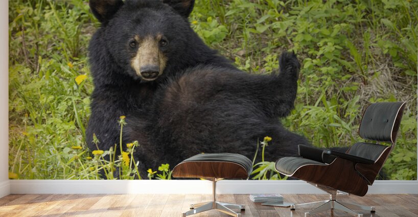 Black Bear Relax  Wall Murals