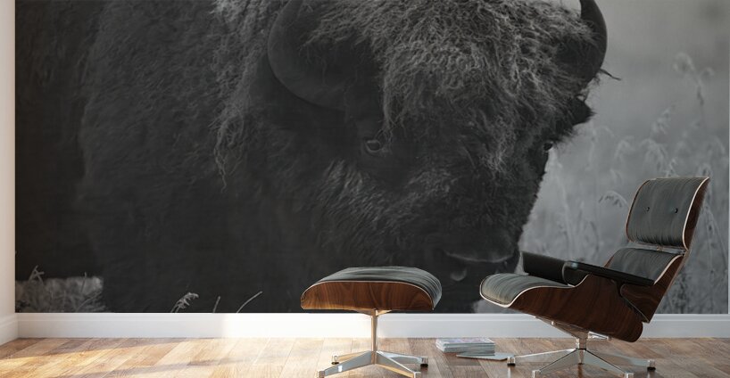 Bison BW Wall Murals