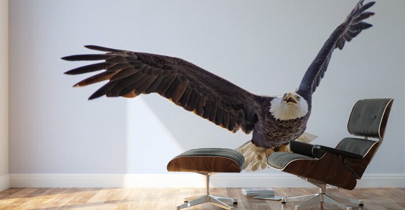 Bald Eagle Wall Murals