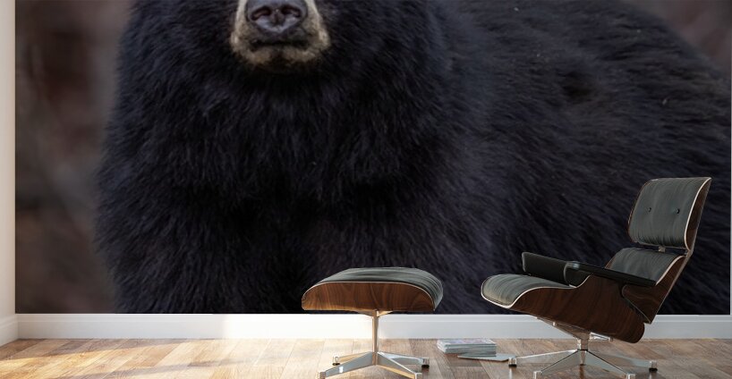 Big Bear Wall Murals