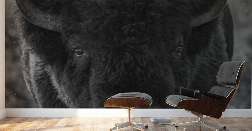 Bison BW 2 Wall Murals
