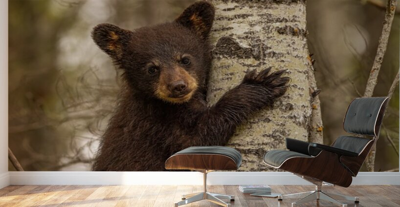Cute Bear Cub Wall Murals