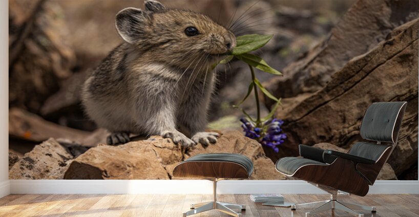 Cute Pika Wall Murals