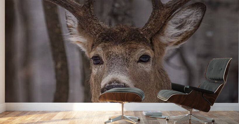 Buck Portrait Wall Murals