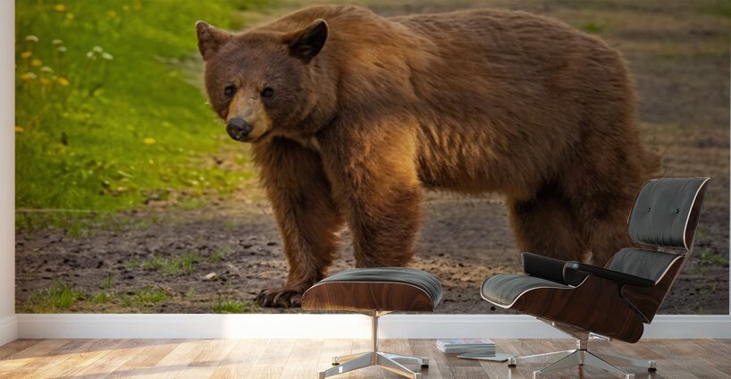 Black Bear 2 Wall Murals