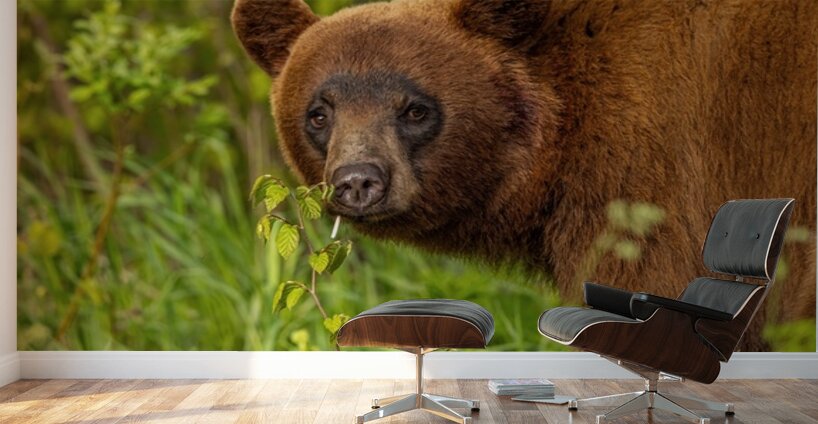 Cool Face Wall Murals