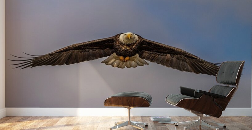 Bald Eagle 2 Wall Murals