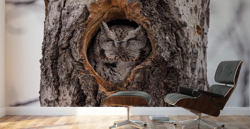 Screech Owl Wall Murals