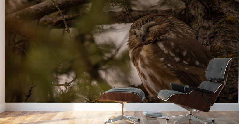 Saw Whet Owl 2 Wall Murals