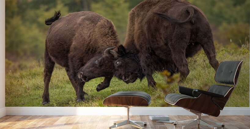 Bison Fight Wall Murals