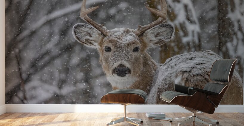 Deer Winter Love Wall Murals