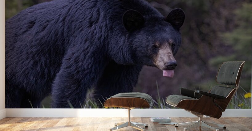 Black Bear 2 Wall Murals