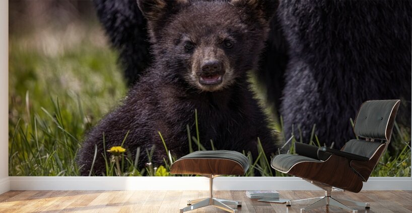 Black Bear Cub 4 Wall Murals