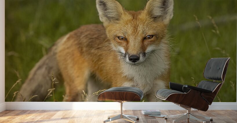 Red Fox Wall Murals