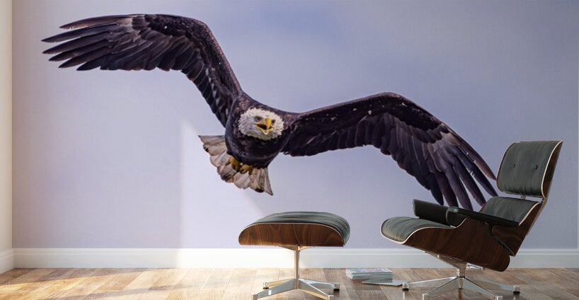 Bald Eagle 3 Wall Murals
