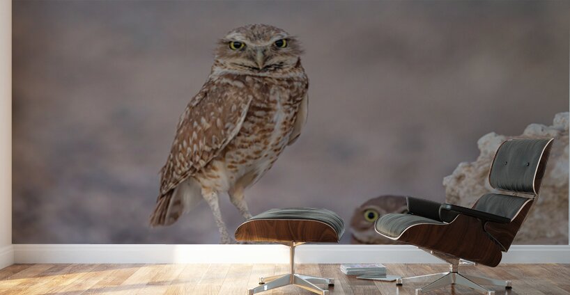 Burrowing Owl Wall Murals