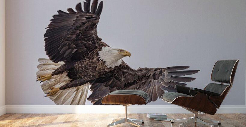 Bald Eagle 4 Wall Murals