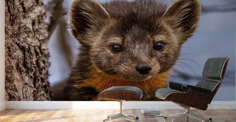 Pine Marten Portrait Wall Murals