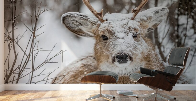 Buck under the Snow Wall Murals