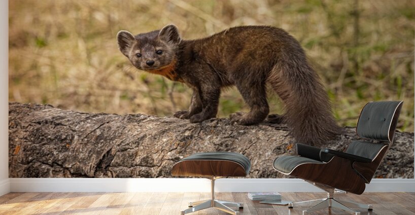 Pine Marten 2 Wall Murals