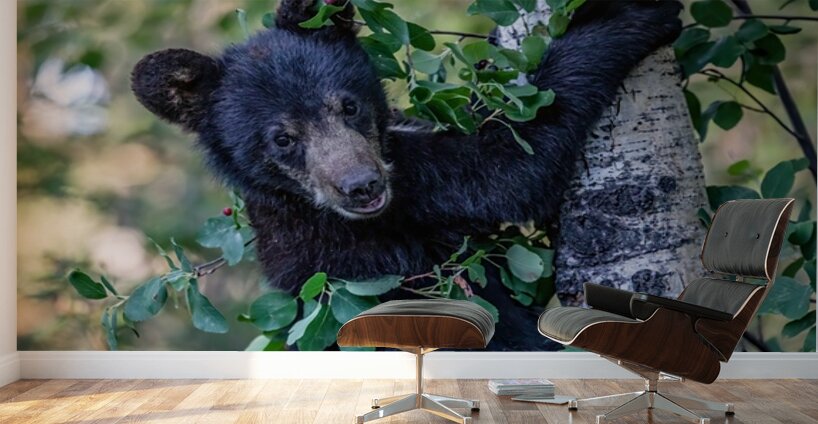 Black Bear Cub 5 Wall Murals