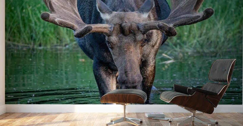 Big Boy 2 Wall Murals