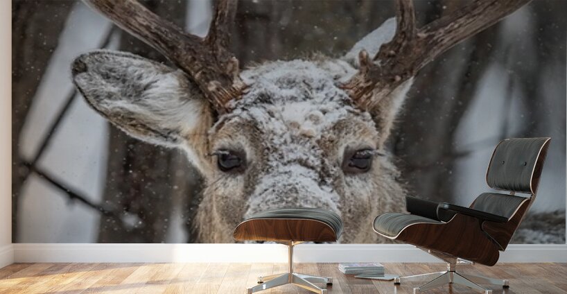 Big Buck Wall Murals