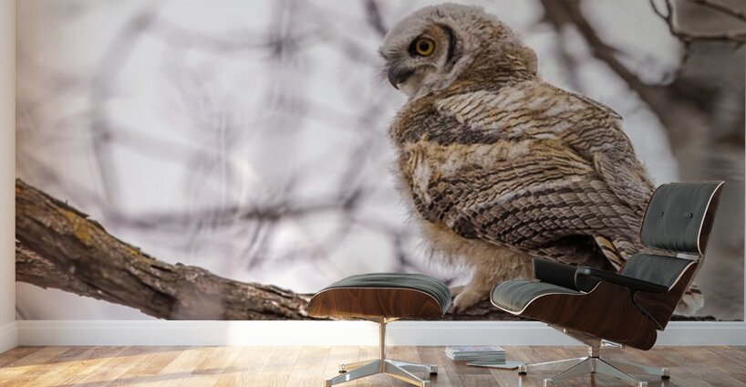 GHOwlet Wall Murals