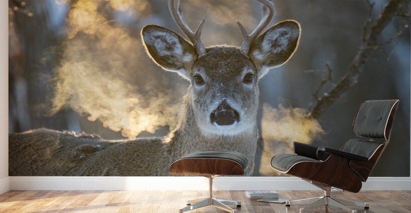 Young Buck Sunset Wall Murals