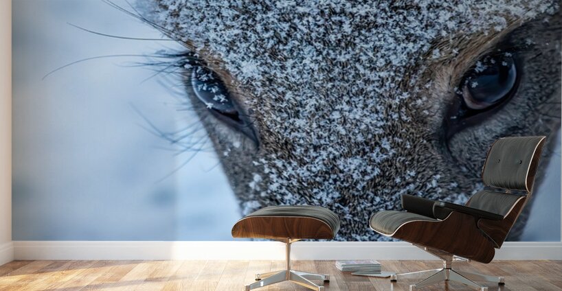 Deer Eye to Eye Wall Murals