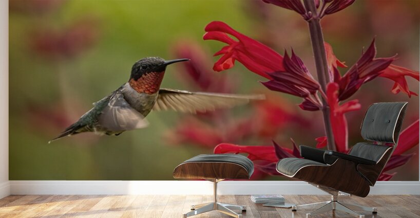 Hummer Wall Murals