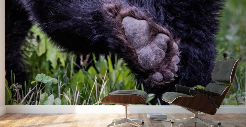 Bear Foot Wall Murals