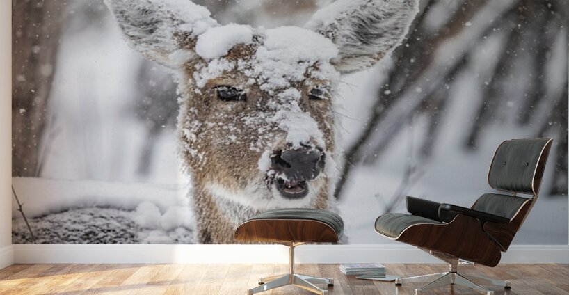 Funny Deer Wall Murals