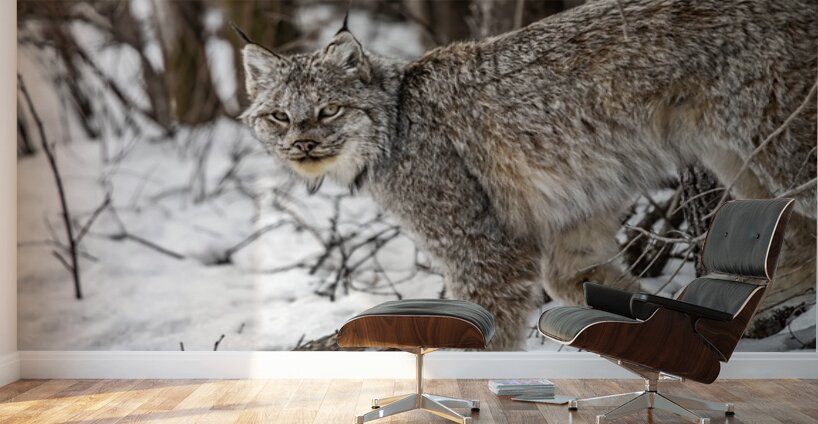 Lynx Wall Murals