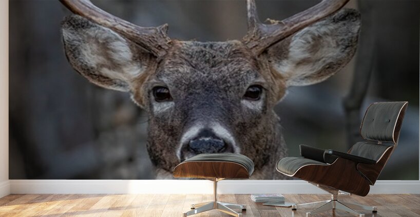 Big Buck 2 Wall Murals